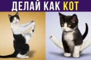 Приколы с котами. Делай как кот))) | Мемозг #258